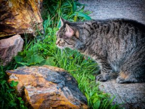 Grey tabby outside