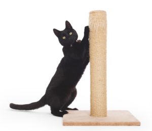 black cat at scratching post