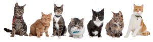 cats in a row
