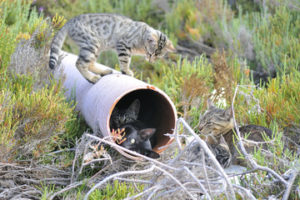 cat on top of pipe; kittens hiding inside