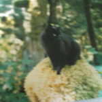 black cat on moss-covered stump