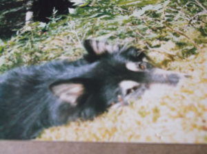 dog lying down, nose in moss
