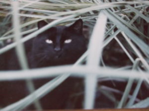 Black cat peering through tall grass blades