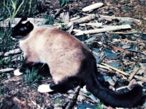 Siamese cat, white feet, outside