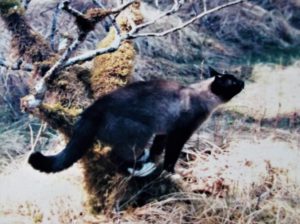 Poo (Siamese cat) outside on stump