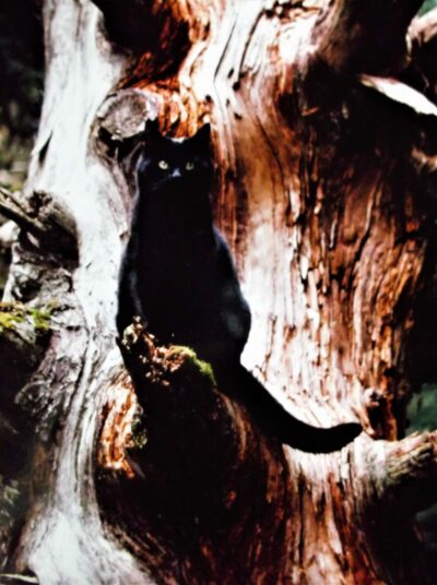 black cat sitting on standing dead limb