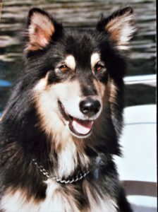 long-haired black dog, white mask, head, shoulders