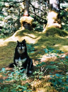 large black dog with white mask; underbelly; long fur