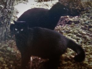 two black cats standing outside