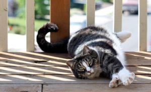 Dark tiger American shorthair, white stomach, lying down outside