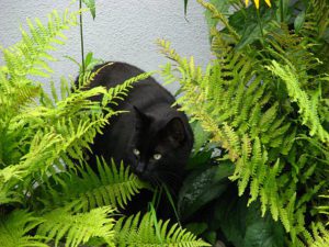 cat exploring in ferns