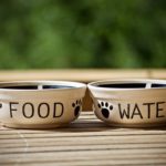 Food and water dishes for cat