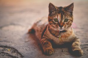 tabby cat lying down