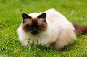 long-haired Himalayan Siamese, seated in grass.