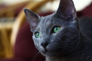 Russian blue, head and shoulders, green eyes