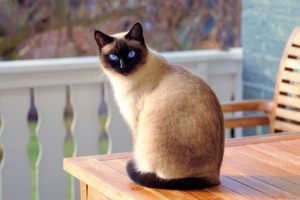 Siamese cat seated on table on an outside deck