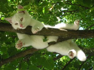 white cat hanging full-length over tree branch