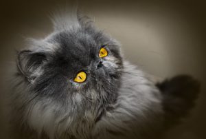 Grey Persian cat with yellow eyes.