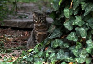 Dark tiger cat next to green leaves