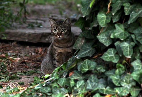 tabby cat outside in green leaves