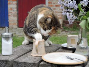 Cat on picnic table, dishes, cat has paw in mug