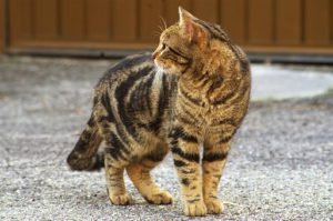 Tan and black tiger cat, standing