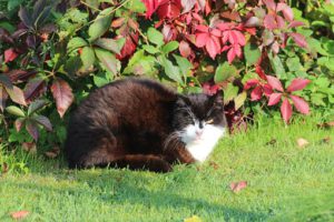 Black and white European shorthair, sitting outside