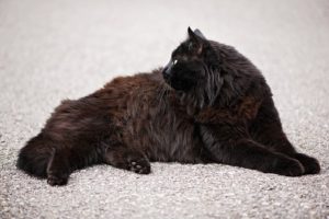 black angora cat, lying down