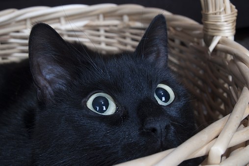 Black cat hiding in basket