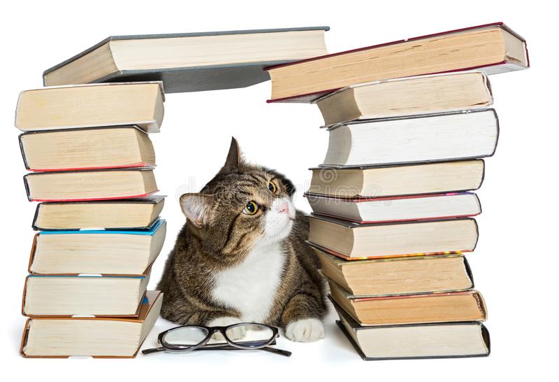 cat sitting between 2 stacks of books