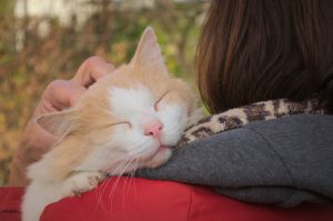 orange cat against shoulder, enjoying scratching