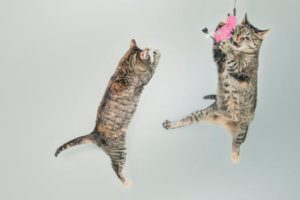 two cats jumping in air for toy