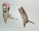 Two cats leaping high after toy