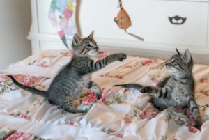 Two young dark tiger cats on bed playing with hanging toy
