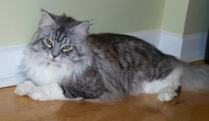 Grey and white Maine coon cat, lying down