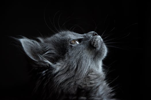 head of dark grey cat looking up