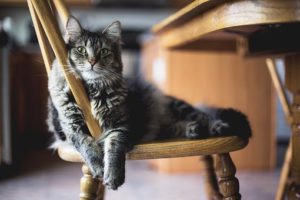 Grey tiger cat sprawled on a kitchen chair