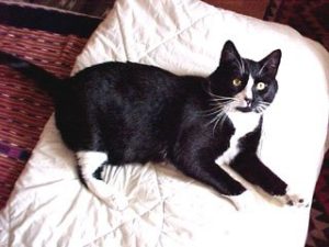 tuxedo cat lying on white blanket