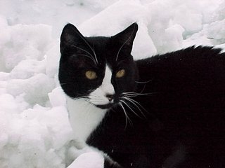 tuxedo cat in snow