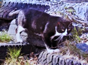 Tuxedo cat standing on tires