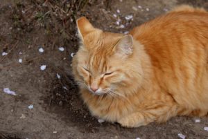 Orange cat, hunkered down