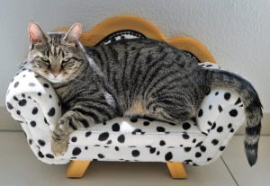 large grey tiger cat in small polka-dot sofa chair