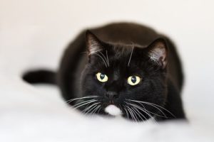 Cat with "catnip eyes" (stony)