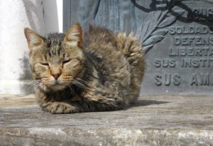 Cat at rest
