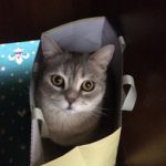 grey cat in bag, looking up