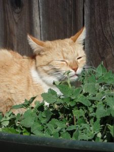 orange cat sniffing catnip
