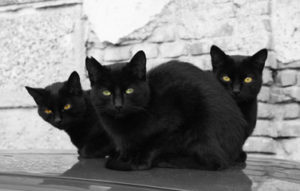 3 black cats seated in group