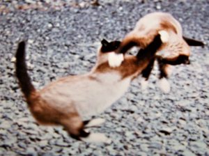 two Siamese having play battle on beach