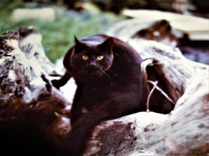 black cat on log