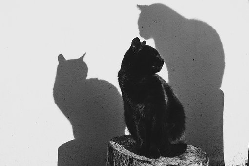 One black cat, two shadows